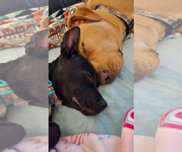 Medium Photo #4 Labrador Retriever-Unknown Mix Puppy For Sale in Sykesville, MD, USA