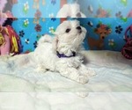 Small #1 Maltese