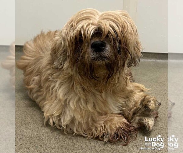 Medium Photo #3 Pekingese-Unknown Mix Puppy For Sale in Washington, DC, USA