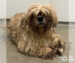 Small #2 Pekingese Mix