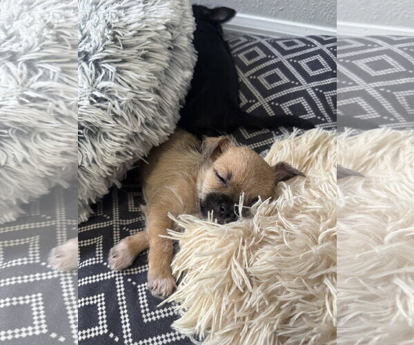 Medium Photo #5 ShiChi Puppy For Sale in Valrico, FL, USA