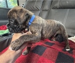 Small #2 Boxer