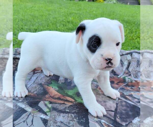 Medium Photo #1 French Bulloxer Puppy For Sale in CANAJOHARIE, NY, USA