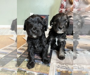 Schnoodle (Standard) Puppy for Sale in COEUR D ALENE, Idaho USA