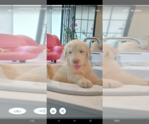 Medium Labradoodle