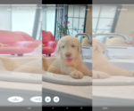 Puppy Puppy 1 Labradoodle