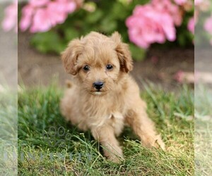 Cockapoo Puppy for sale in LINCOLN UNIVERSITY, PA, USA