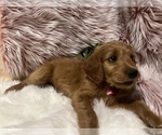Small Photo #3 Goldendoodle Puppy For Sale in SAINT GEORGE, UT, USA