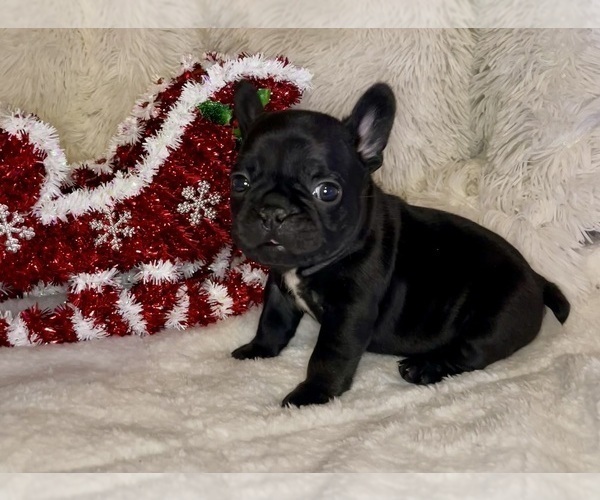 Medium Photo #1 French Bulldog Puppy For Sale in DECATUR, IL, USA