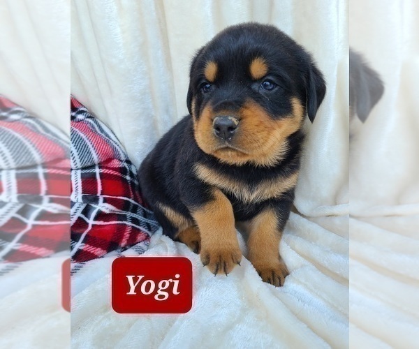 Medium Photo #5 Rottweiler Puppy For Sale in MIDDLEBURY, IN, USA