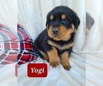 Small Photo #5 Rottweiler Puppy For Sale in MIDDLEBURY, IN, USA