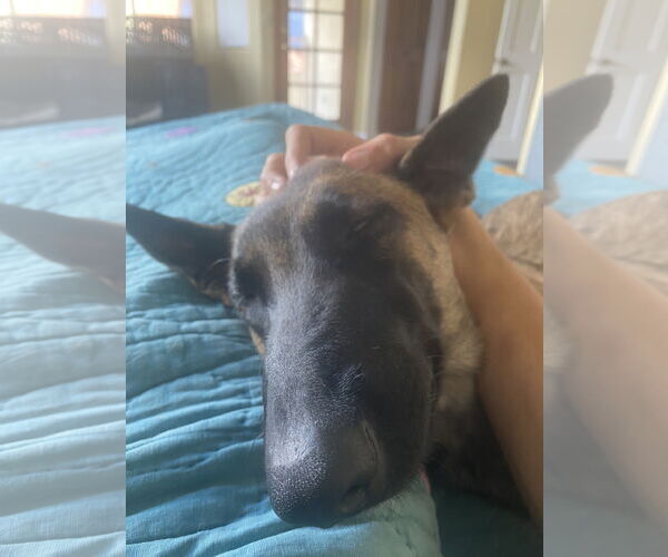 Medium Photo #6 Mutt Puppy For Sale in Stevens Point, WI, USA