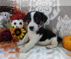 Jack Russell Terrier Puppy for sale in SHILOH, OH, USA