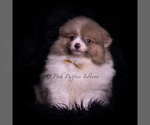 Small #2 Pomeranian