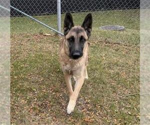 German Shepherd Dog Dogs for adoption in Aurora, IL, USA