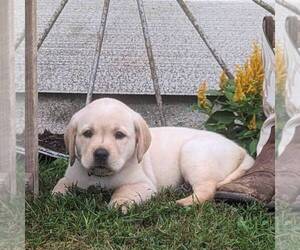 Labrador Retriever Puppy for sale in JONESTOWN, PA, USA