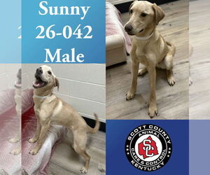 Labrador Retriever-Unknown Mix Dogs for adoption in Georgetown, KY, USA