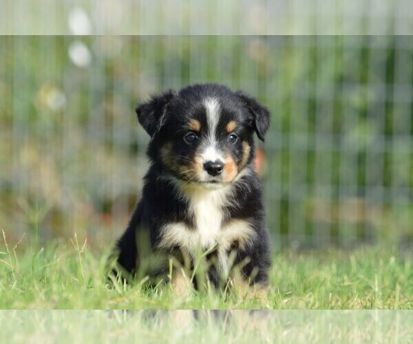 Medium Photo #1 Miniature Australian Shepherd Puppy For Sale in STEPHENVILLE, TX, USA