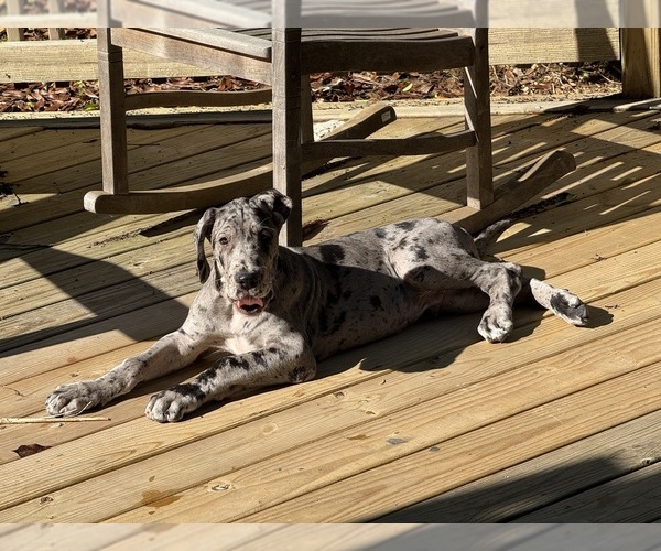 Medium Photo #2 Great Dane Puppy For Sale in BALTIMORE, MD, USA