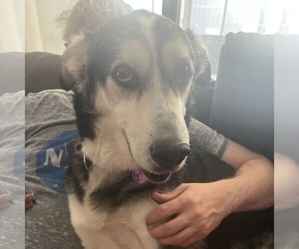 Medium Photo #7 Siberian Husky-Unknown Mix Puppy For Sale in Fargo, ND, USA