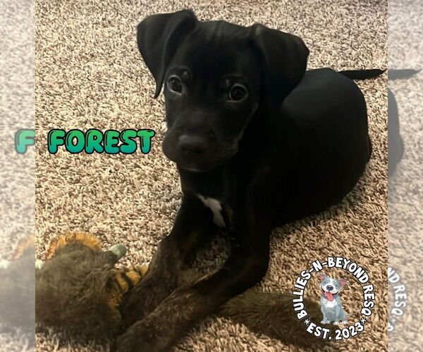 Medium Photo #2 Labrador Retriever-Unknown Mix Puppy For Sale in Omaha, NE, USA