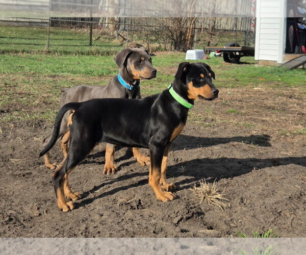 Medium Photo #4 Doberman Pinscher-Unknown Mix Puppy For Sale in Minneaoplis, MN, USA