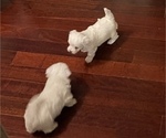Small Photo #2 Maltese Puppy For Sale in NEWNAN, GA, USA