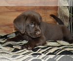 Small #3 Labrador Retriever
