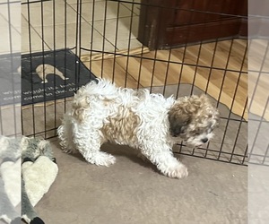 Shih-Poo Puppy for sale in GLOUCESTER, VA, USA