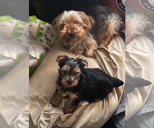 Yorkshire Terrier Puppy for Sale in SPOTSYLVANIA, Virginia USA