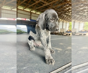 German Shorthaired Pointer Puppy for sale in WARSAW, NC, USA