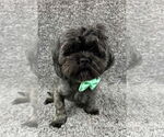 Small #1 Shih Tzu Mix