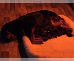 Small Rottweiler