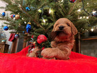 Small Photo #4 Golden Irish-Poodle (Standard) Mix Puppy For Sale in FISHERS, IN, USA