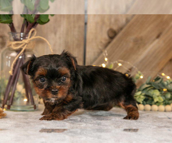 Medium Photo #7 Yorkshire Terrier Puppy For Sale in GREENWICH, OH, USA
