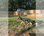 Small #3 German Shepherd Dog