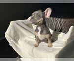 Small Photo #4 French Bulldog Puppy For Sale in HILLSBORO, OR, USA