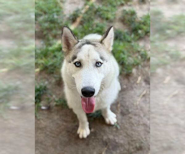 Medium Photo #1 Siberian Husky Puppy For Sale in Riverside, CA, USA