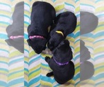 Small Photo #145 Labrador Retriever Puppy For Sale in OLYMPIA, WA, USA