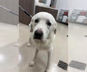 Great Pyrenees Dogs for adoption in Baytown, TX, USA