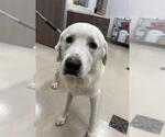 MARSHALL - Male Great Pyrenees Dog for Adoption - Small photo