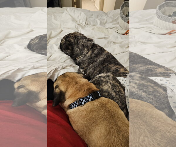 Medium Photo #6 Pug Puppy For Sale in Indianapolis, IN, USA
