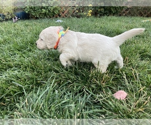 English Cream Golden Retriever Puppy for sale in MARTINEZ, CA, USA