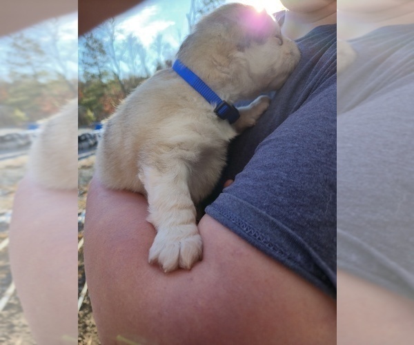 Medium Photo #8 Alaskan Malamute Puppy For Sale in CRIVITZ, WI, USA