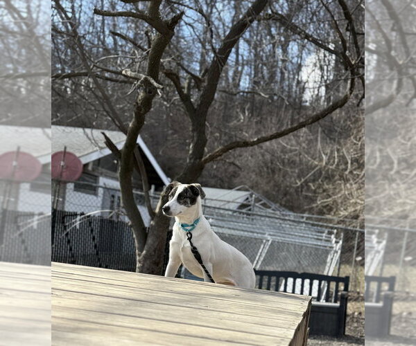 Medium Photo #4 Saint Bernard-Unknown Mix Puppy For Sale in Elmsford, NY, USA