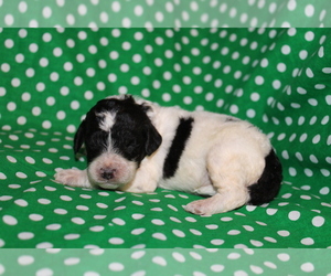 Goldendoodle (Miniature) Puppy for sale in BLMGTN, IN, USA