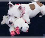 Small Photo #3 American Pit Bull Terrier-Unknown Mix Puppy For Sale in Lockport, NY, USA