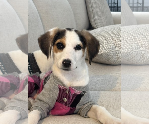 Medium Photo #1 Beagle-Unknown Mix Puppy For Sale in Holly Springs, NC, USA