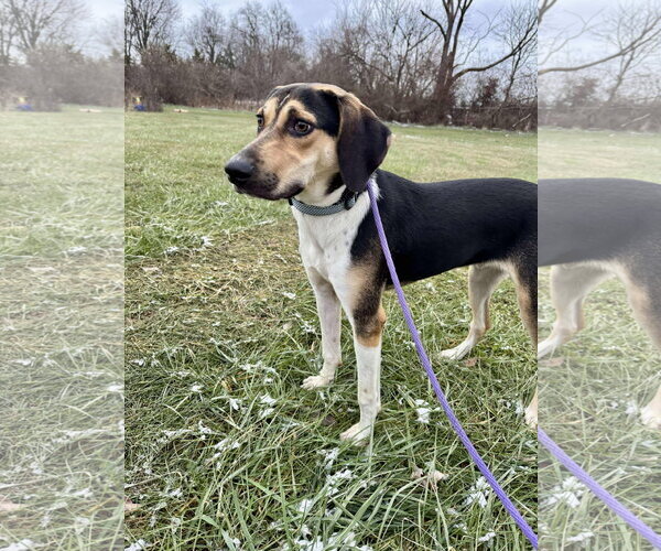 Medium Photo #21 Treeing Walker Coonhound-Unknown Mix Puppy For Sale in Germantown, OH, USA