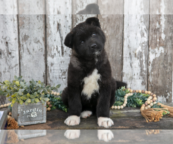 Medium Photo #11 Akita Puppy For Sale in MILLERSBURG, OH, USA